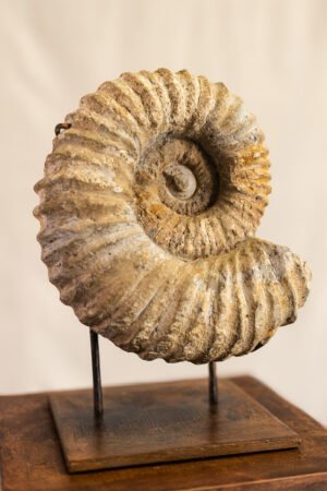 Amonite (amonite)
