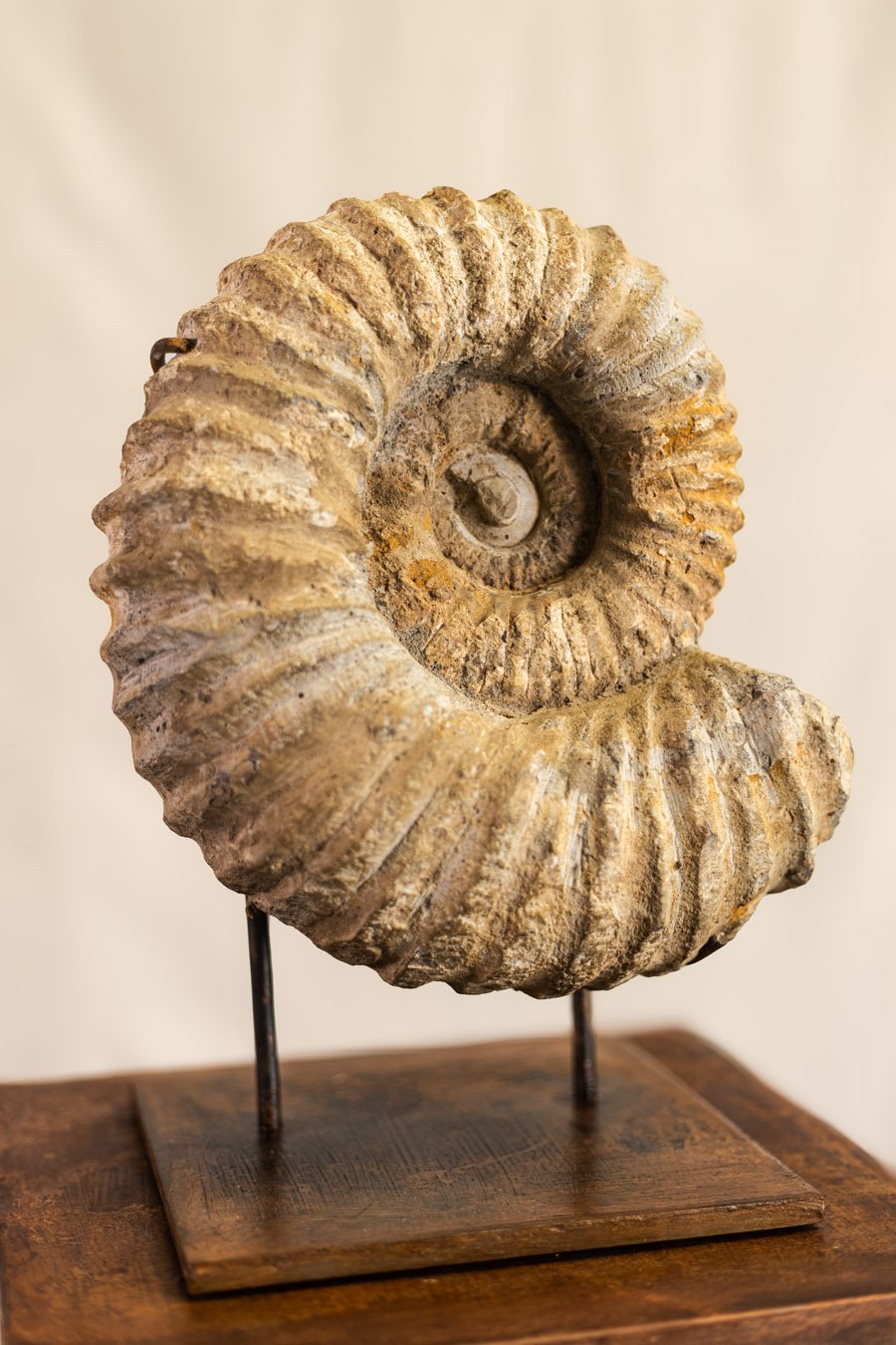 Amonite (amonite)