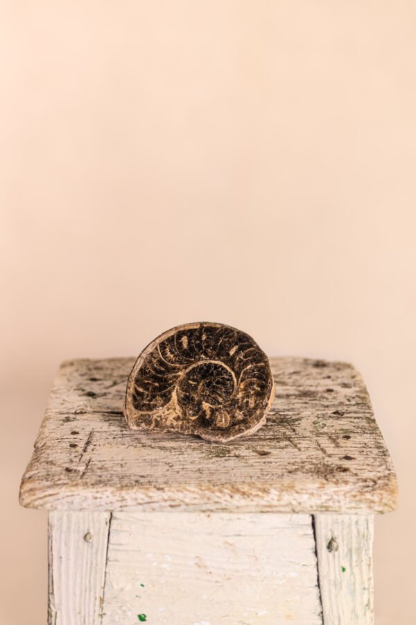 Fósil de Ammonite