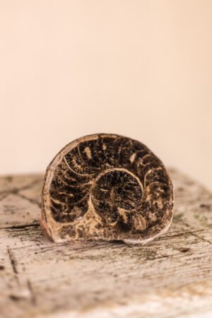 Fósil de Ammonite